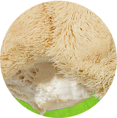 Lion's Mane Mushroom Extract