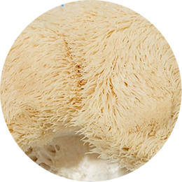 Lion's Mane Mushroom Extract